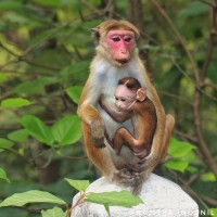 Macaca sinica Linnaeus, 1771